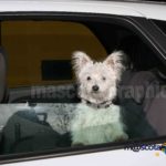 Perro en coche-Dog in a car (2)
