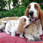 Basset Hound  con cachorro - Bassett Hound whit puppy