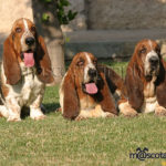 Basset Hound trio - Basset Hound trio