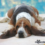 Basset Hound tumbado - Basset Hound resting