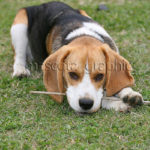 Beagle cachorro - Beagle puppy