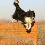 Border Collie agility - Border Collie agility