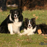 Border Collie pareja - Border Collie pair