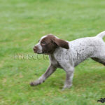 Braco Alemán cachorro corriendo - German  Pointer puppy running