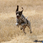 Braco Alemán corriendo - German Braco running