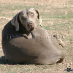 Braco de Weimar - Weimaraner