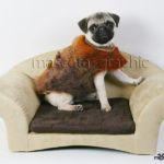 Carlino en un sillón - Pug on armchair