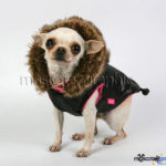 Chihuahua con abrigo - Chihuahua with coat