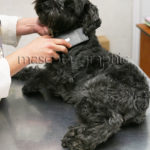 Clinica veterinaria - Veterinary clinic (2)