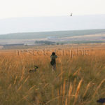 Escena de caza batiendo a una perdiz - Hunting scene beating a partirdge