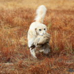 Golden Retriever cobrando un faisán - Golden Retriever bagging a pheasant