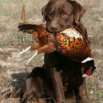 Labrador Retriever chocolate cobrando un faisán - Chocolate  Labrador Retriever  bagging a pheasant