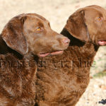 Labrador Trío Retriever   - Labrador Retriever trio
