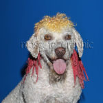 Perro de aguas - Water dog
