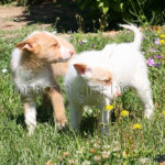 Cachorro Perro de rehala cachorro - Puppy Pack hound dog puppy
