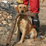 Perro de rescate - Search and rescue dog