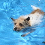 Perro nadando en una piscina - Dog swimming in a swimming pool
