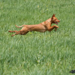 Podenco Andaluz - Andalusian Hound