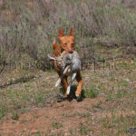 Podenco Andaluz cobrando un conejo - Andalusian hound bagging a rabbit