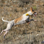 Podenco Andaluz corriendo - Andalusian Hound running