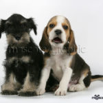 Cachorro Schnauzer y Beagle cahorros - Puppy Schnauzer y Beagle puppies