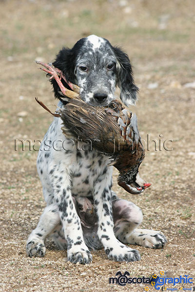 Setter Ingles Cachorro Cobrando Una Perdiz English Setter Puppy Bagging A Partridge Mascota Graphic