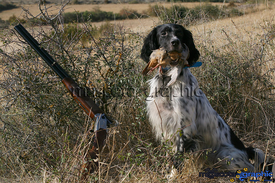 Setter Ingles Cobrando Una Perdiz Y Con Escopeta Englihs Setter Bagging A Partridge And Shotgun Mascota Graphic