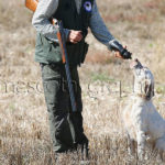 Setter Inglés bebiendo - English Setter drinking