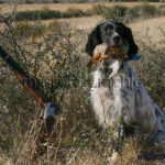 Setter Inglés cobrando una perdiz y con escopeta - Englihs Setter bagging a partridge and shotgun