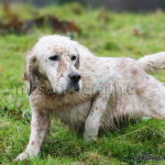 Setter Inglés de muestra - English Setter pointing