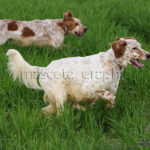 Setter Inglés pareja - English Setter pair