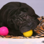 Shar Pei negro con pelota - Black Shar Pei with a ball