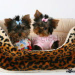 Cachorro Yorkshire Terrier pareja - Puppy Yorkshire Terrier pair