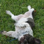 Buldog Francés -French Buldog (5)