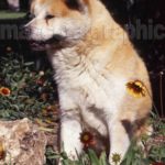 Akita Inu Japonés-Japanese  Akita Inu  (1)