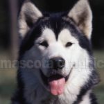 Alaska Malamute-Alaskan  Malamute  (1)