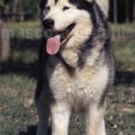 Alaska Malamute-Alaskan  Malamute  (4)