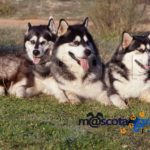 Alaska Malamute grupo-Alaskan Malamute in a group