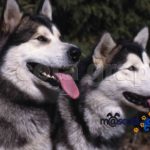 Alaska Malamute pareja-Alaskan Malamute pair (1)