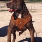 American Pit Bull Terrier (3)