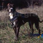 American Pit Bull Terrier (4)