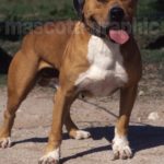 American Pit Bull Terrier (5)