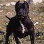 American Pit Bull Terrier (6)