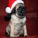 Cachorro Carlino con gorro de Papá Noel - Puppy Pug with a Santa Claus hat