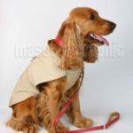 Cocker Spaniel Inglés-English Cocker Spaniel