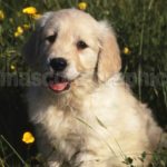 Cachorro Golden Retriever - Puppy Golden Retriever