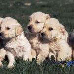 Cachorro Golden Retriever grupo - Puppy Golden Retriever in group