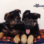 Pastor Alemán cachorro pareja-German Shepherd puppy pair