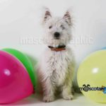 Perro con globos-Dog whth balloons