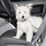 Perro en coche-Dog in a car (1)